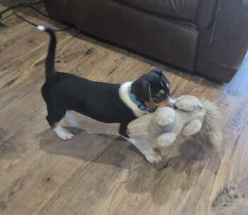 Jack Russell Terrier and Terrier Dogs Available for Adoption in Union Grove, Wisconsin - Ferris | PetCurious