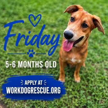 Friday -  Mixed Breed Dog for Adoption in Lockhart, Texas - Friday | PetCurious