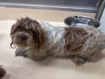 Shih Tzu Dogs Available for Adoption in Burgaw, North Carolina - Daisy | PetCurious