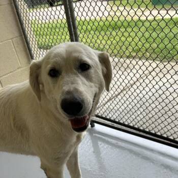 Labrador Retriever Dogs Available for Adoption in Lufkin, Texas - Snowball | PetCurious