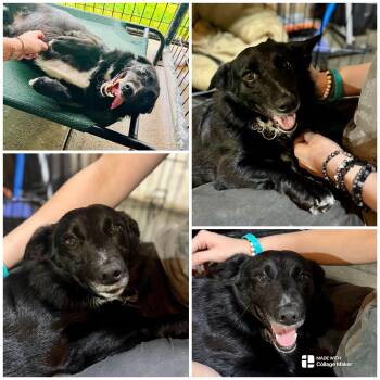 BO -  Terrier Dog for Adoption in Coudersport, Pennsylvania - BO | PetCurious