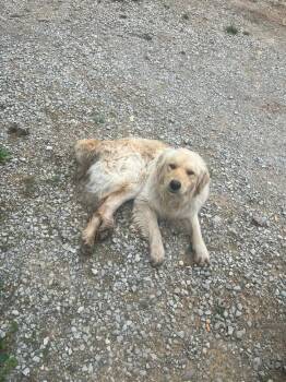 Golden Retriever Dogs Available for Adoption in Louisville, Kentucky - Dawson 7190 | PetCurious