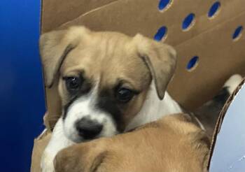 Mixed Breed Dogs Available for Adoption in Dallas, Texas - TRES | PetCurious