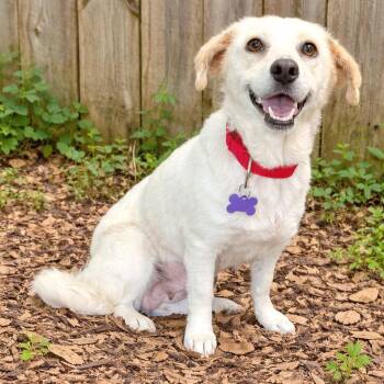 Yellow Labrador Retriever Dogs Available for Adoption in Boerne, Texas - Mary Kate | PetCurious