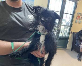 Rescue Terrier Dogs for Adoption in Pasadena, California - A525218 | PetCurious