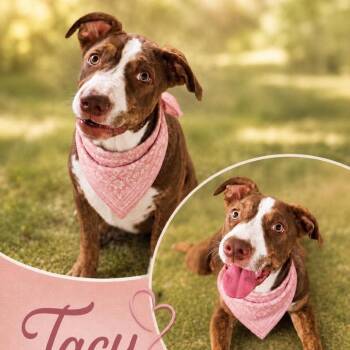 Tacy -  Terrier and Mixed Breed Dog for Adoption in Hackett, Arkansas - Tacy | PetCurious