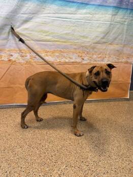 CRYSTAL -  American Bulldog and Mixed Breed Dog for Adoption in Doral, Florida - CRYSTAL | PetCurious