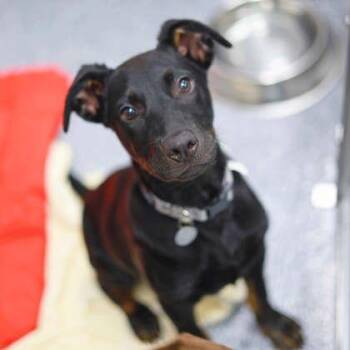 Gryphon -  Labrador Retriever and Mixed Breed Dog for Adoption in Atlanta, Georgia - Gryphon | PetCurious