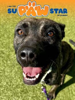 Cerberus -  Mixed Breed Dog for Adoption in Wichita, Kansas - Cerberus | PetCurious