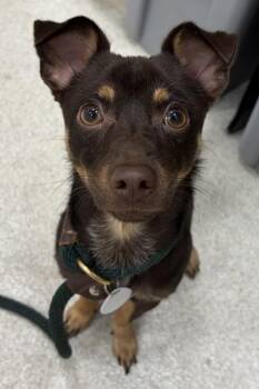 Chocolate -  Chihuahua and Mixed Breed Dog for Adoption in Honolulu, Hawaii - Chocolate | PetCurious