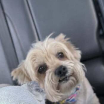 Yorkshire Terrier Dogs Available for Adoption in Yuma, Arizona - Butters | PetCurious