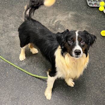 Jasper -  Australian Shepherd and Mixed Breed Dog for Adoption in Dayton, Ohio - Jasper | PetCurious