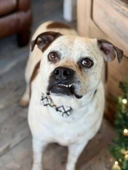 Logan -  Boxer and American Bulldog Dog for Adoption in Phoenix, Arizona - Logan | PetCurious