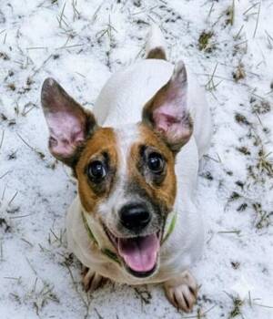 Parson Russell Terrier and Mixed Breed Dogs Available for Adoption - LOUISE | PetCurious