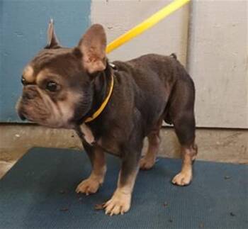 French Bulldog Dogs Available for Adoption in Camarillo, California - DEXTER | PetCurious