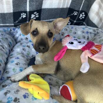 Rescue Chihuahua and Wirehaired Terrier Dogs for Adoption in Morgan Hill, California - BUDDY | PetCurious