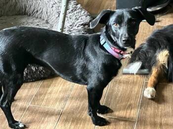 Rescue Dachshund Dogs for Adoption in Monticello, Minnesota - Lidl | PetCurious