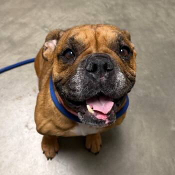 Dottie -  Mixed Breed Dog for Adoption in Dekalb, Illinois - Dottie | PetCurious
