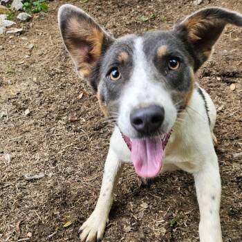 Faye Friend -  Cattle Dog and Collie Dog for Adoption in Andover, Massachusetts - Faye Friend | PetCurious