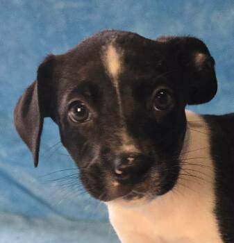 Huckleberry -  Terrier and Beagle Dog for Adoption in Newport, Tennessee - Huckleberry | PetCurious