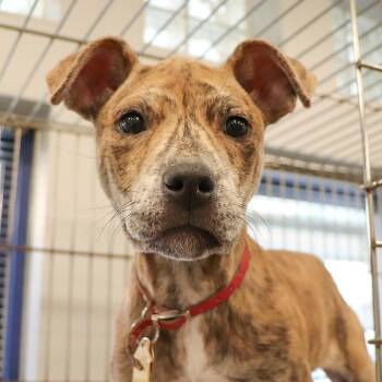 Mixed Breed Dogs Available for Adoption in Port Washington, New York - Mildred | PetCurious