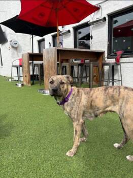 Charlotte -  Mixed Breed Dog for Adoption in Little Rock, Arkansas - Charlotte | PetCurious