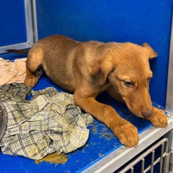 108694 -  Mixed Breed Dog for Adoption in Las Cruces, New Mexico - 108694 | PetCurious