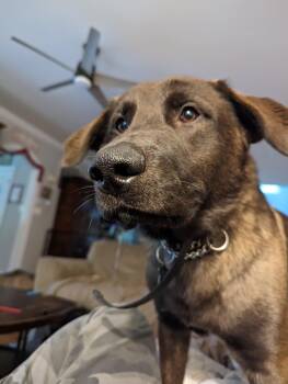 Rescue Black Labrador Retriever and German Shepherd Dog Dogs for Adoption in Fort Belvoir, Virginia - Nacho | PetCurious