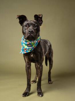 Kibo -  Pit Bull Terrier and Mixed Breed Dog for Adoption in Atlanta, Georgia - Kibo | PetCurious