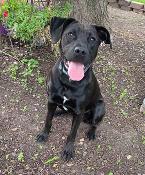 Bella -  Labrador Retriever Dog for Adoption in Lisbon, Iowa - Bella | PetCurious