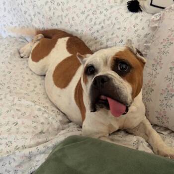 Meemaw -  English Bulldog and Mixed Breed Dog for Adoption in Charlottesville, Virginia - Meemaw | PetCurious