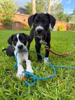 Matilda -  Boxer Dog for Adoption in Denver, Colorado - Matilda | PetCurious