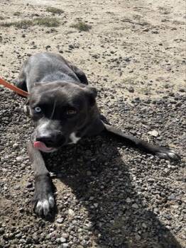 Border Collie and Mixed Breed Dogs Available for Adoption - PENELOPE | PetCurious