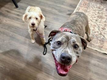 Clover Good Luck Girl -  Boxer and Pit Bull Terrier Dog for Adoption in Friendswood, Texas - Clover Good Luck Girl | PetCurious