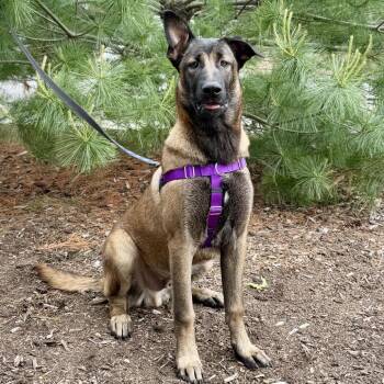Belgian Shepherd Malinois and Mixed Breed Dogs Available for Adoption in East Hampton, New York - Toby | PetCurious