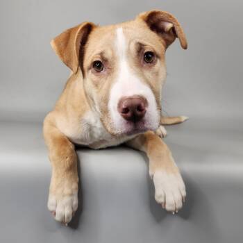 Mixed Breed Dogs Available for Adoption - Axel | PetCurious