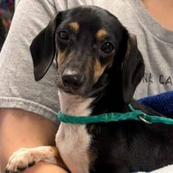 Sweet Tart -  Dachshund and Mixed Breed Dog for Adoption in Normal, Illinois - Sweet Tart | PetCurious