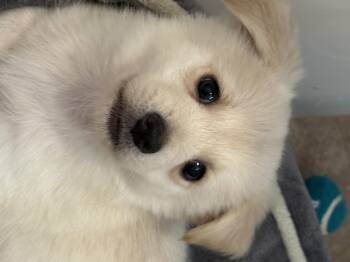 Butters -  Terrier and Chiweenie Dog for Adoption in Murrieta, California - Butters | PetCurious