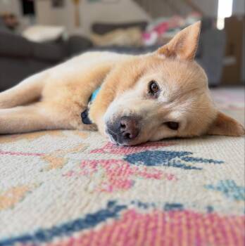 Lars -  Chow Chow Dog for Adoption in Detroit, Michigan - Lars | PetCurious