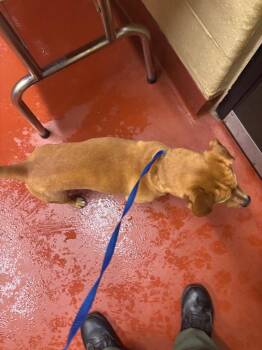 Mixed Breed Dogs Available for Adoption - Roscoe | PetCurious