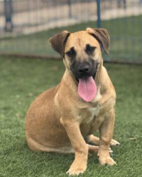 Black Mouth Cur Dogs Available for Adoption - Bitty | PetCurious