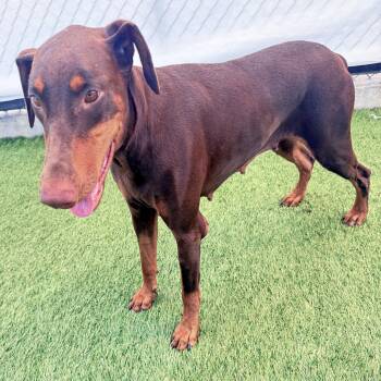 Brownie 3611 -  Doberman Pinscher Dog for Adoption in Oakland Park, Florida - Brownie 3611 | PetCurious