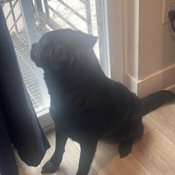 Black Labrador Retriever Dogs Available for Adoption in Philadelphia, Pennsylvania - Star | PetCurious