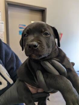 KIM -  Pit Bull Terrier and Labrador Retriever Dog for Adoption in Ontario, California - KIM | PetCurious