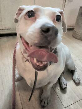 Terrier Dogs Available for Adoption in Brainerd, Minnesota - Maggie | PetCurious