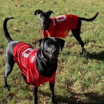 Labrador Retriever Dogs Available for Adoption - Grimm | PetCurious