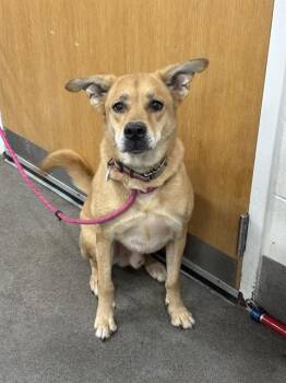 ROVER -  Labrador Retriever and Mixed Breed Dog for Adoption - ROVER | PetCurious
