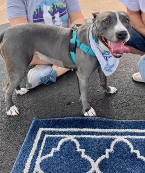 Gumdrop Button -  Mixed Breed Dog for Adoption in Atlanta, Georgia - Gumdrop Button | PetCurious