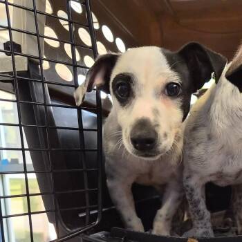 Pete -  Dachshund and Mixed Breed Dog for Adoption in Montgomery, Alabama - Pete | PetCurious