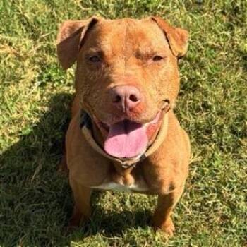 Soho -  Mixed Breed Dog for Adoption in Lakeland, Florida - Soho | PetCurious